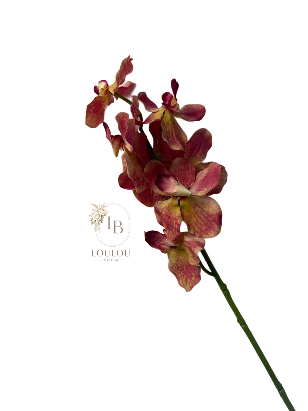 Orchidee