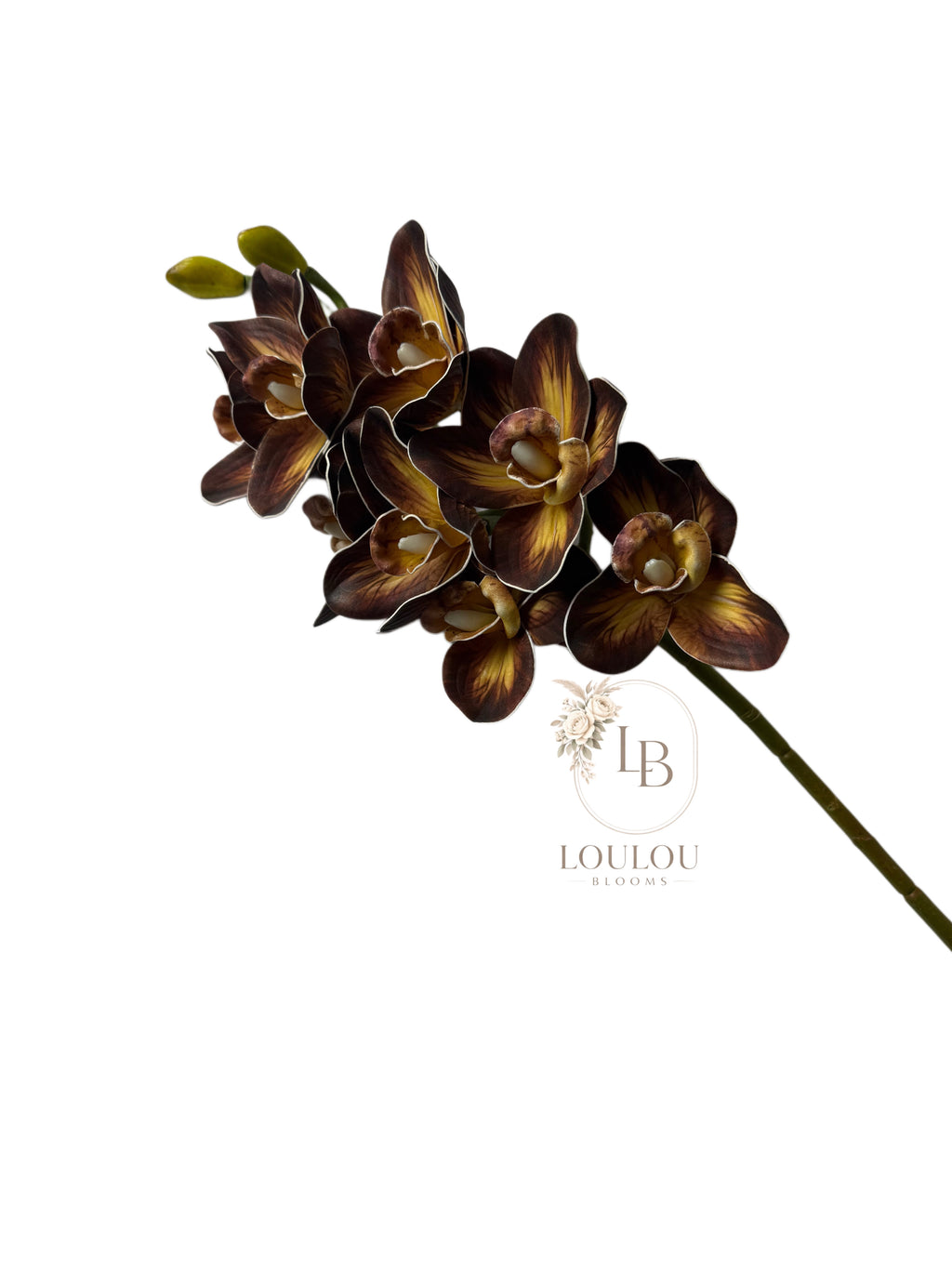 Cymbidium orchidee