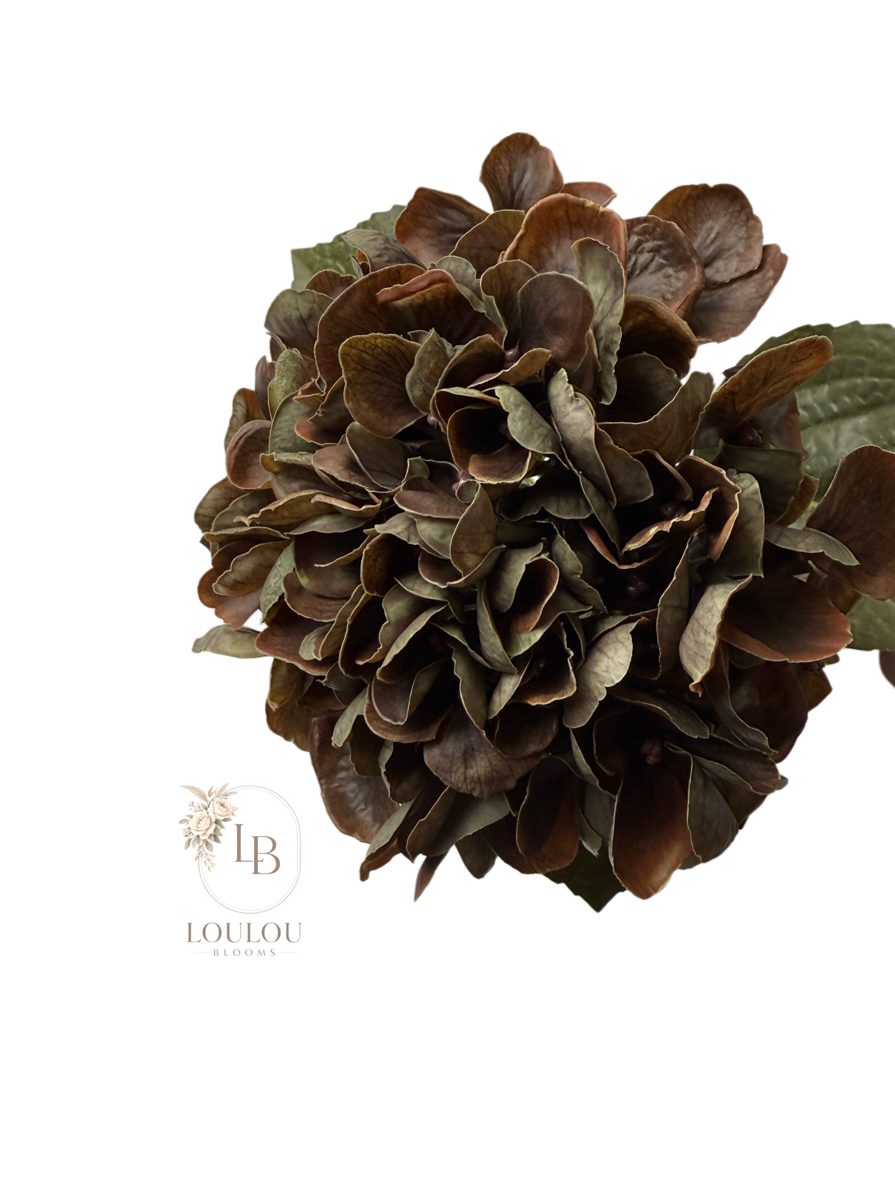 Hortensia