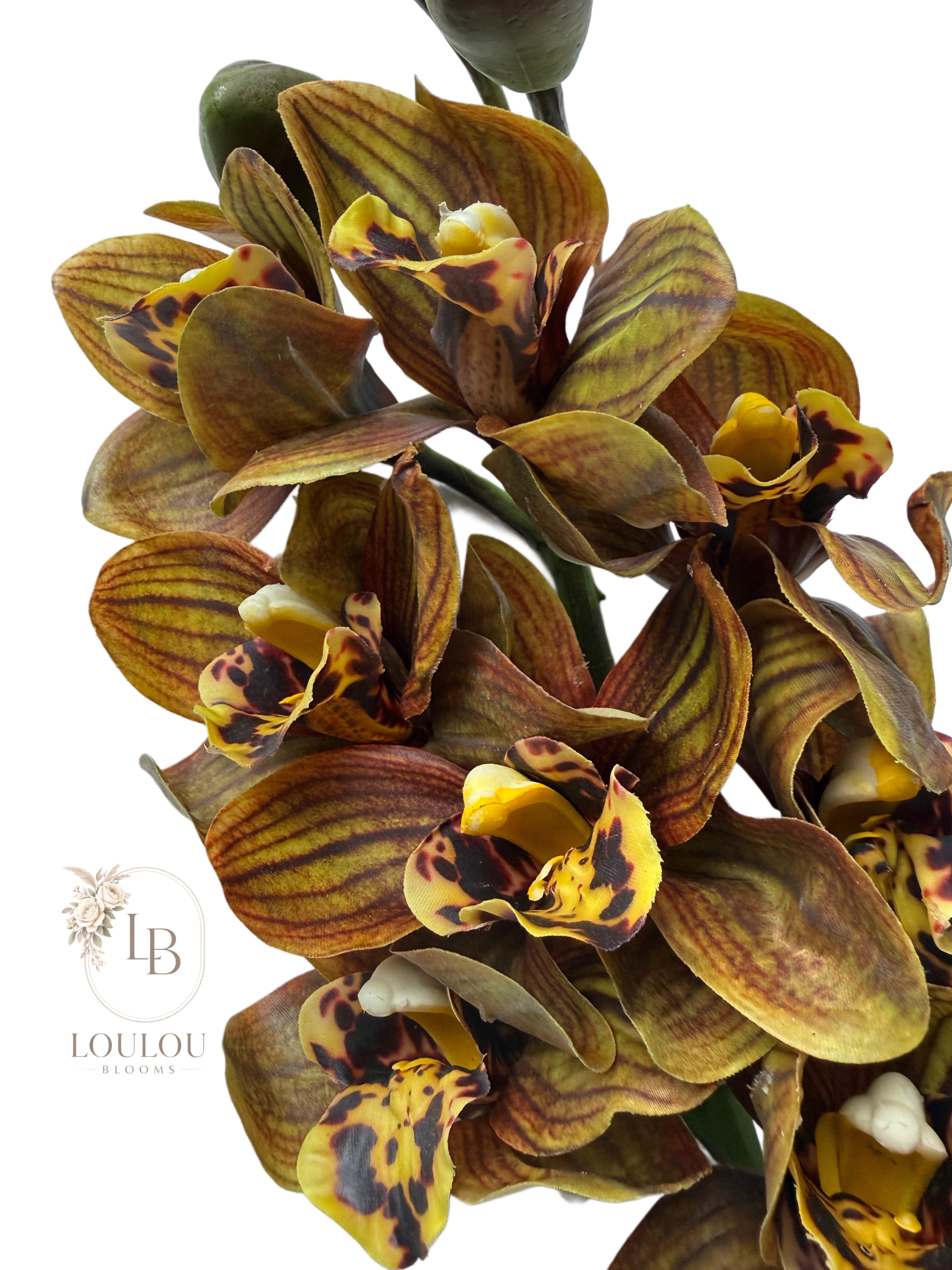 Cymbidium orchidee