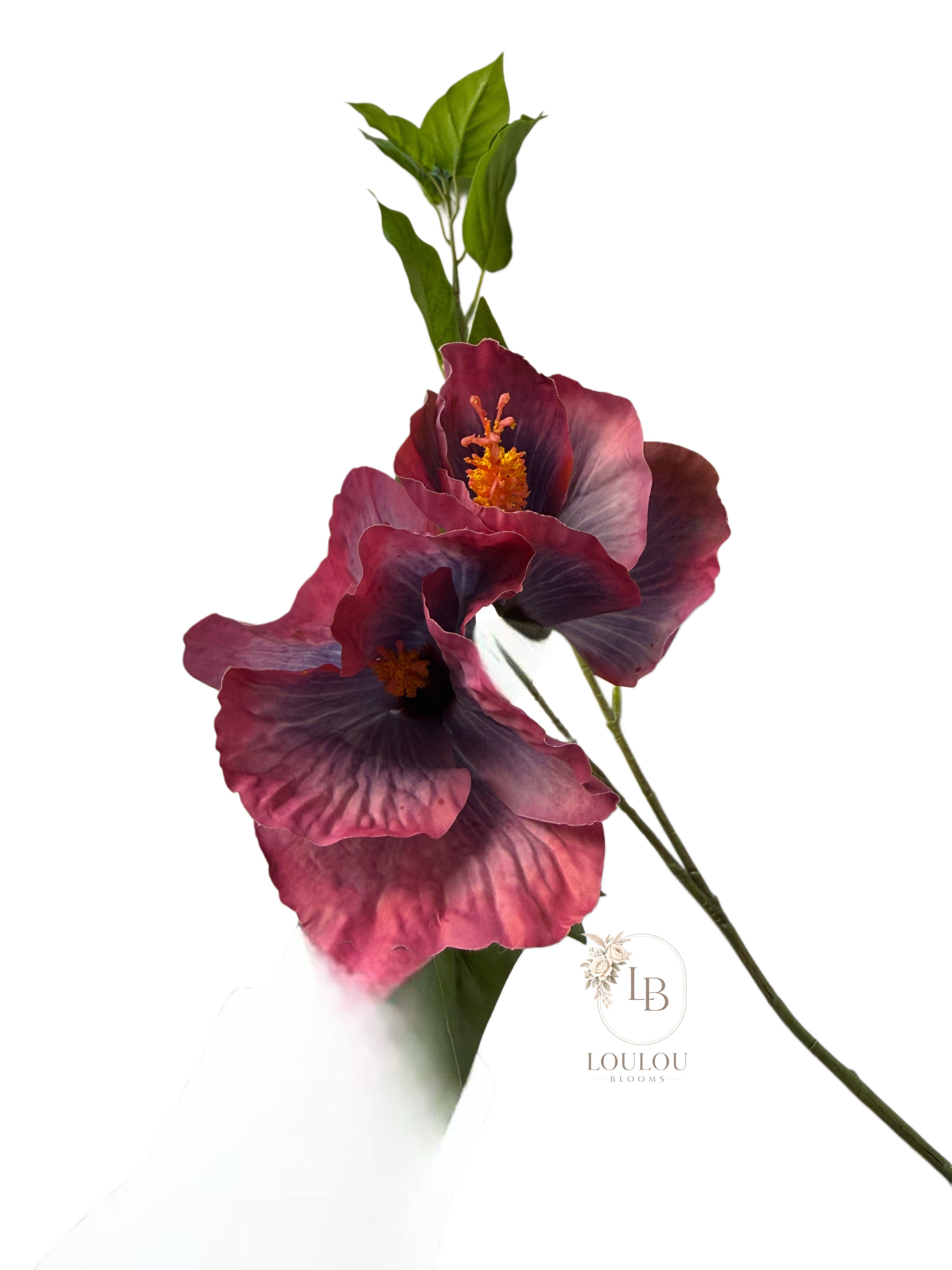 Hibiscus bloem