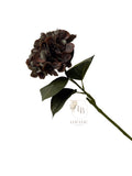 Hortensia