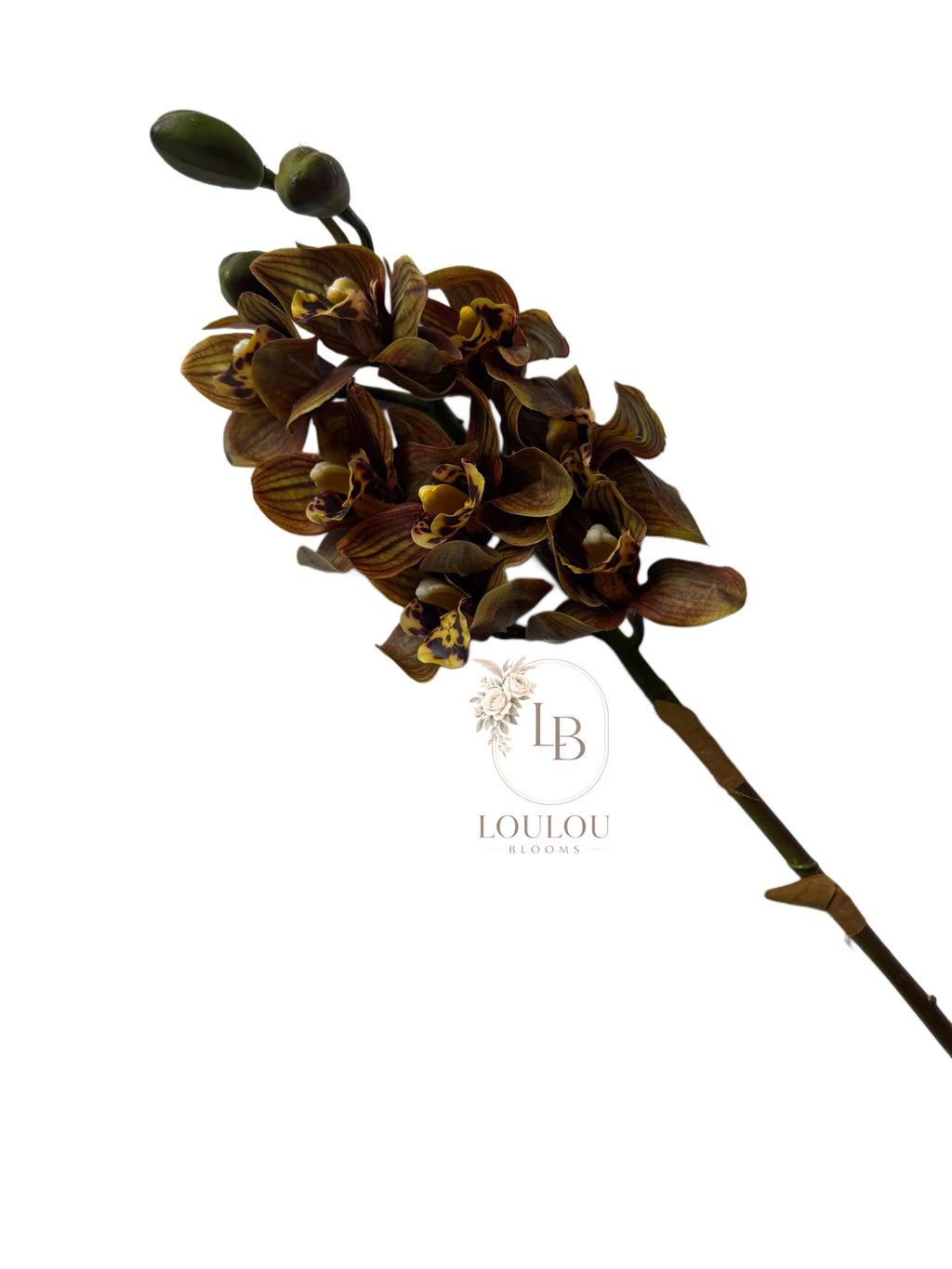Cymbidium orchidee