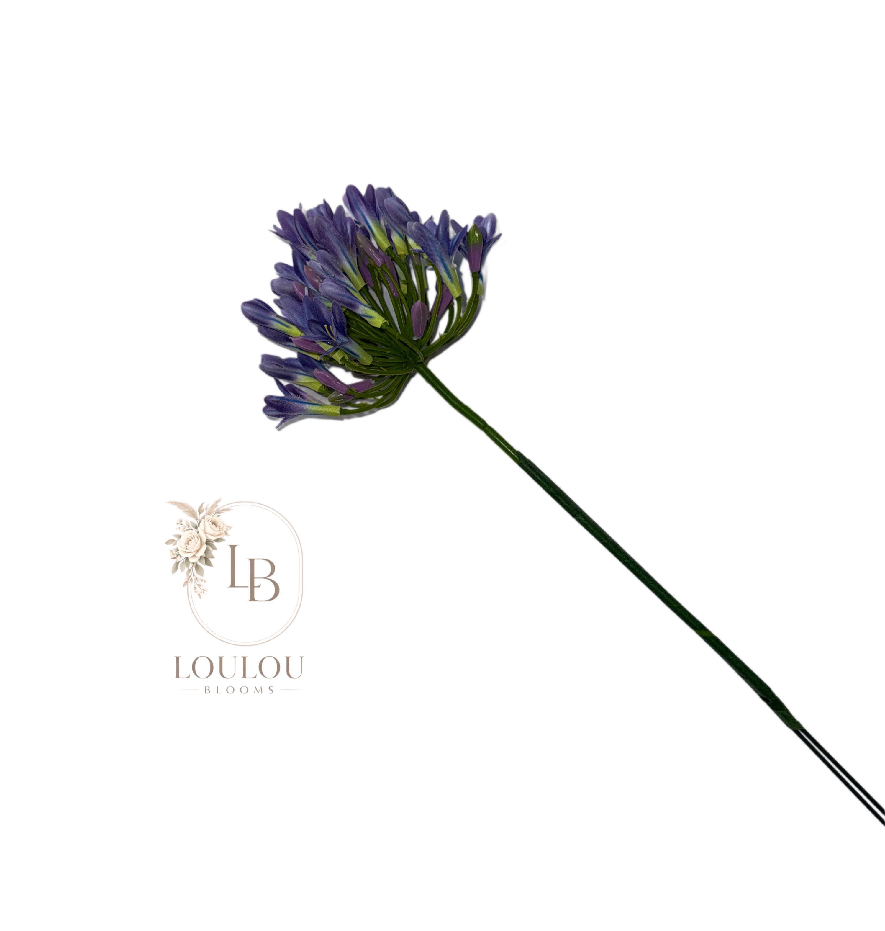 Afrikaanse lelie (Agapanthus)