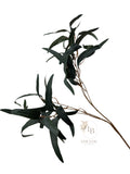 Eucalyptus tak