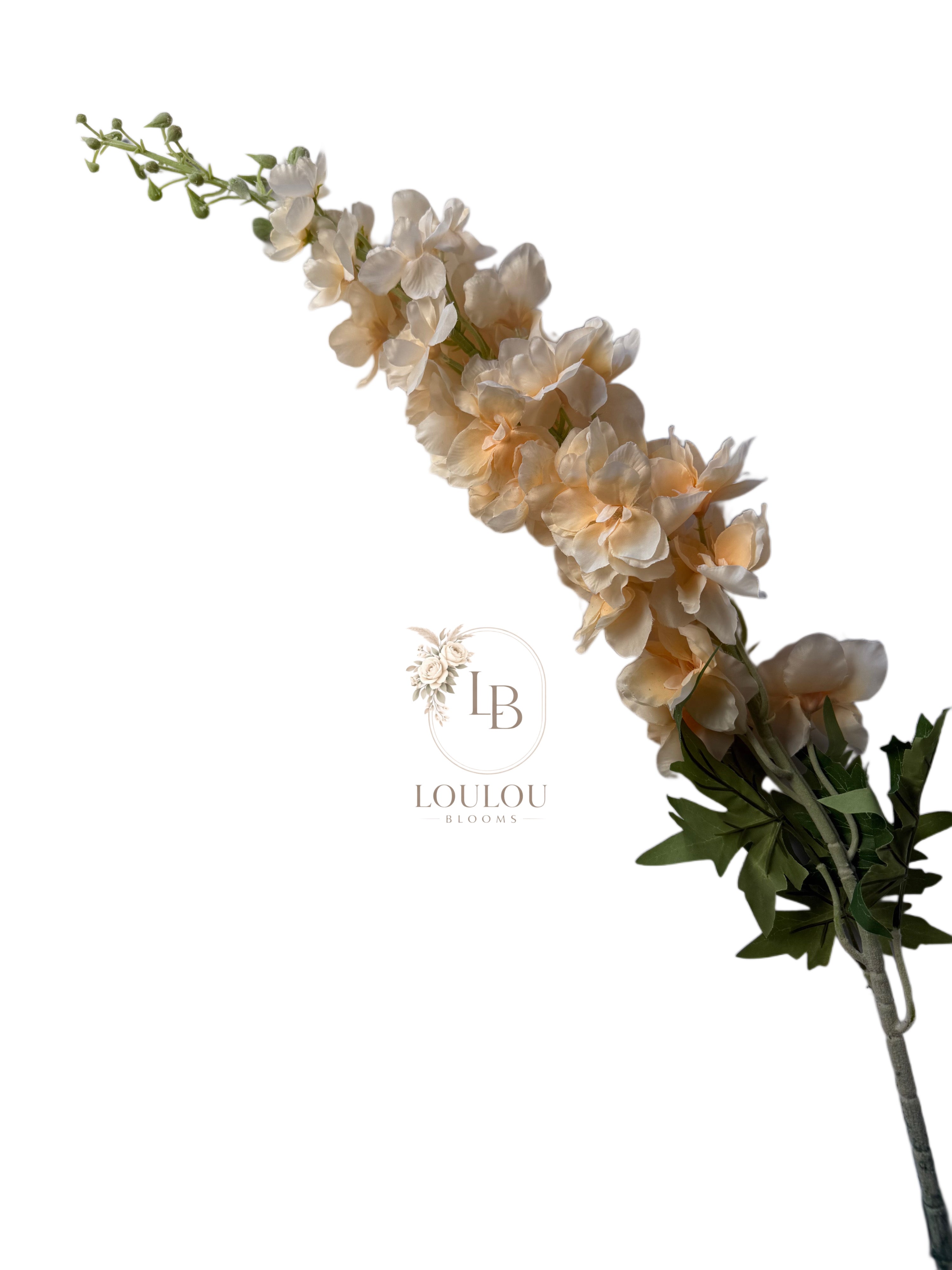 Ridderspoor (Delphinium)