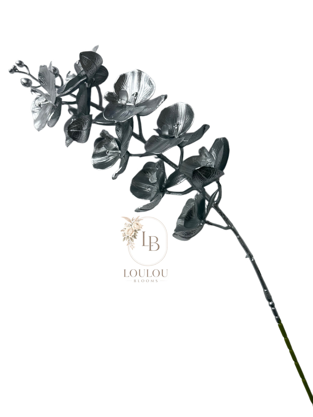 Orchidee
