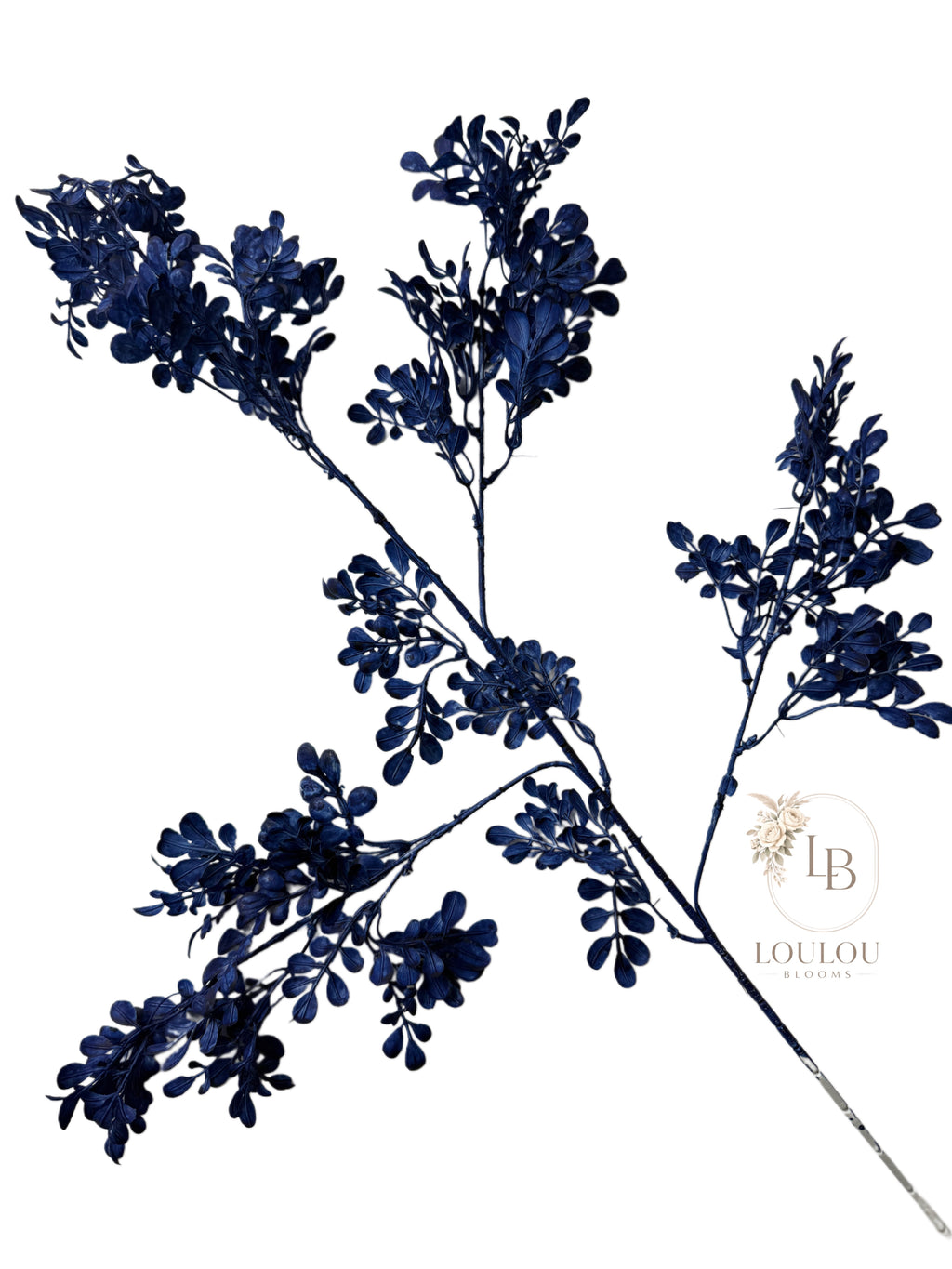 Buxus tak