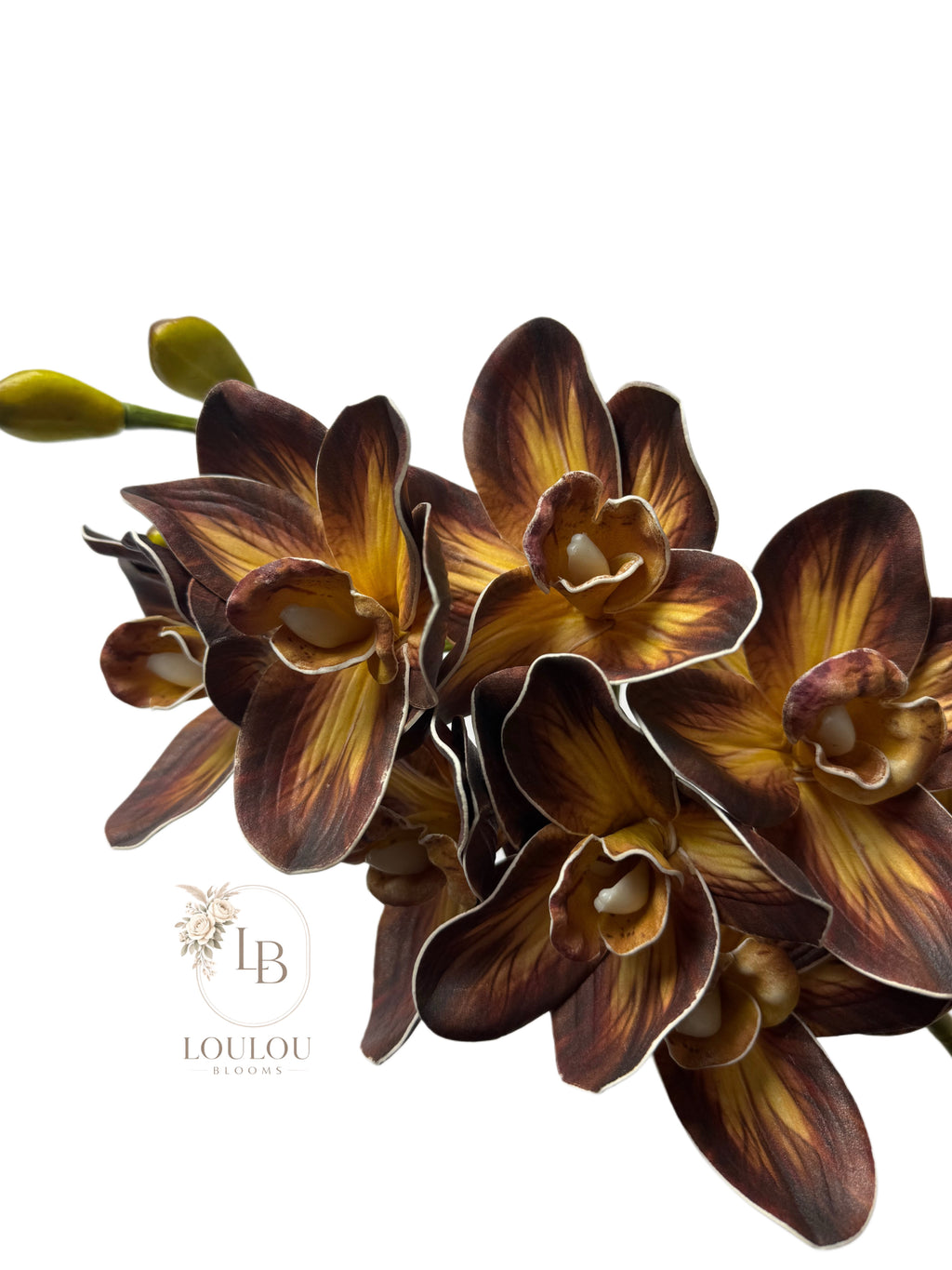 Cymbidium orchidee