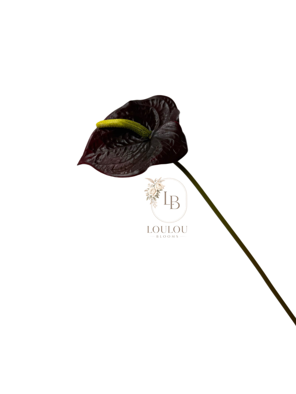 Anthurium tak