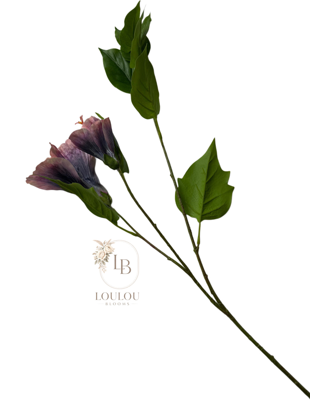 Hibiscus bloem
