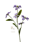 Bosrank (Clematis)
