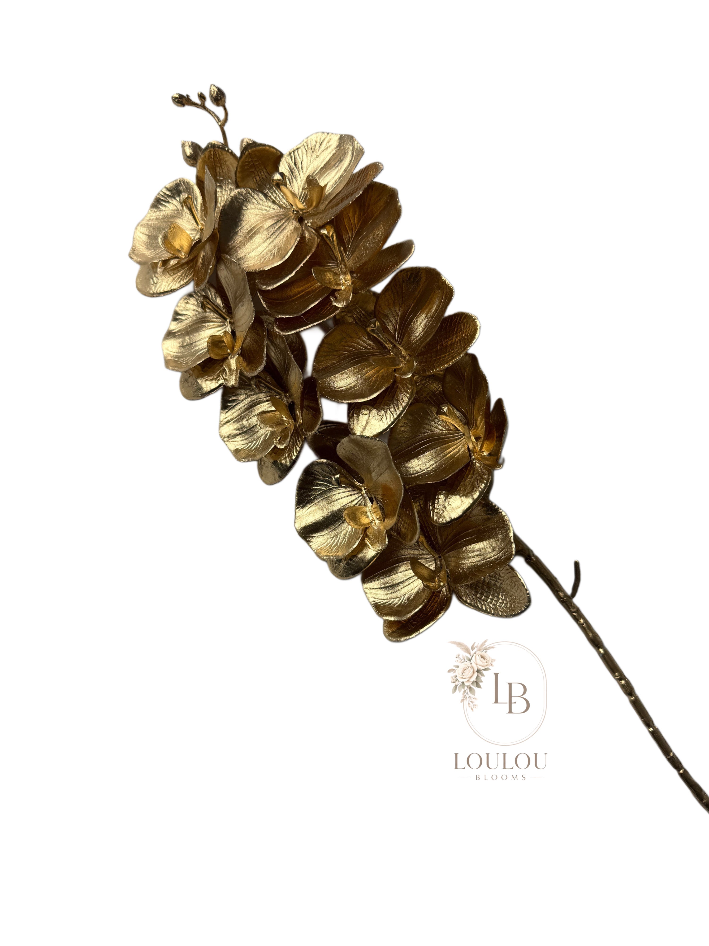 Orchidee