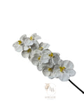 Orchidee