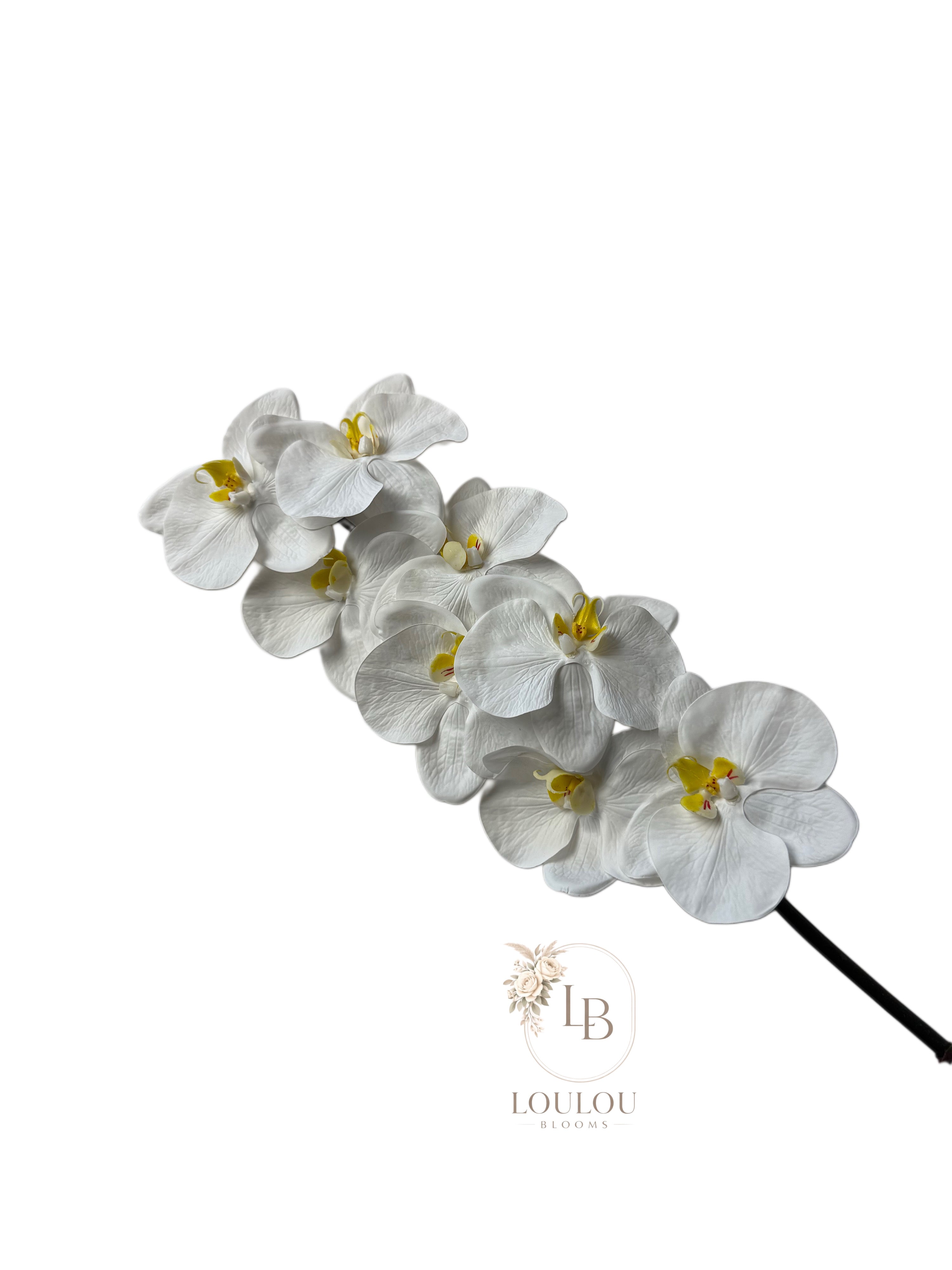 Orchidee
