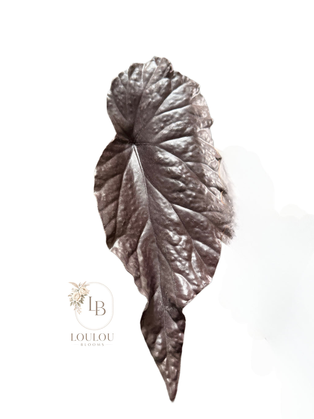 Olifantsoor / Alocasia
