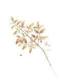 Ruscus tak