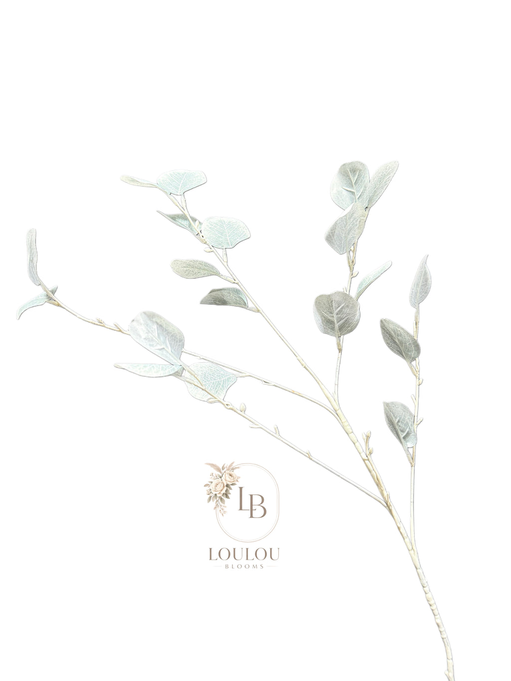 Eucalyptus tak