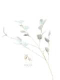 Eucalyptus tak