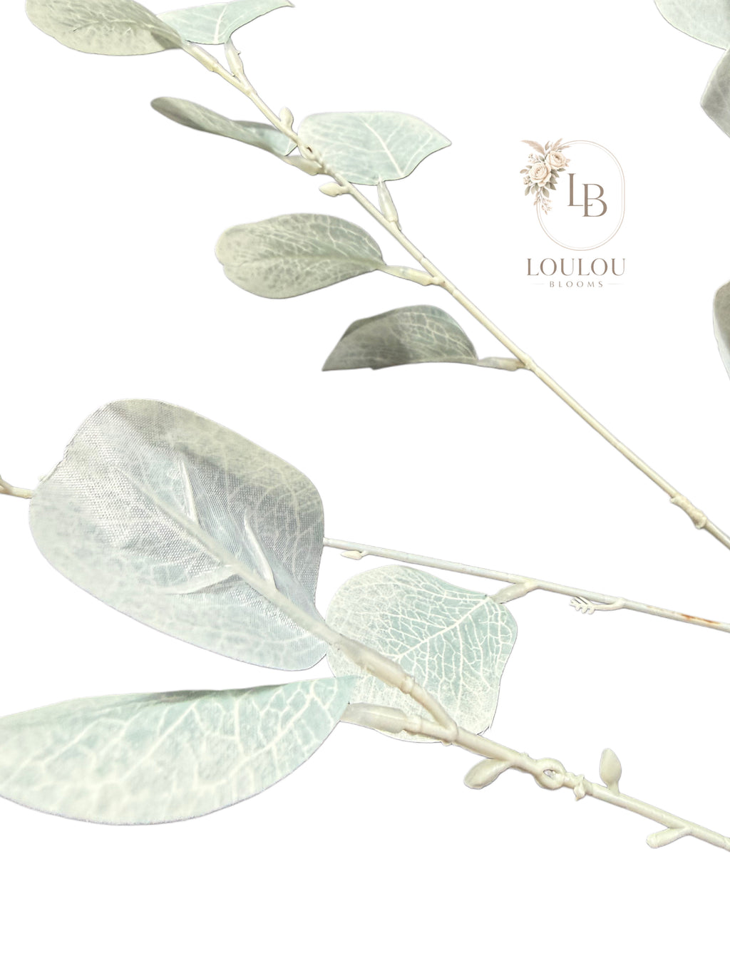 Eucalyptus tak